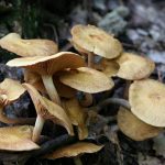 Mushroom Growing 4 You Review – Grow Own Mushrooms For Food!!