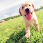 Celebrating Unconditional Love: The Heartwarming Impact of National Puppy Day 2024