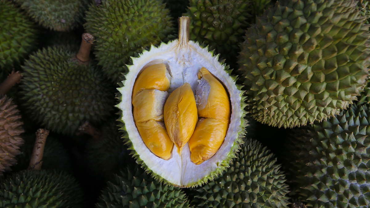 Durian Musang King Buah tropis berukuran besar dengan kulit berduri dan daging kuning yang kaya dan lembut