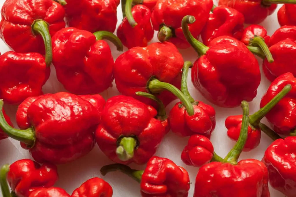 You are currently viewing Trinidad Scorpion Chronicles: Into the Inferno of the Spiciest Spice