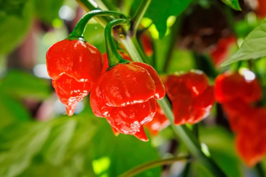 spiciness of the Trinidad Scorpion