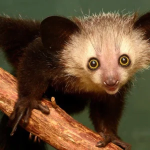 Aye-Aye: The Nocturnal Lemur of Madagascar
