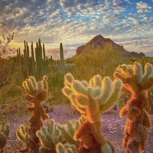 Phoenix: Experiencing the Oasis of Culture and Nature in Arizona’s Desert