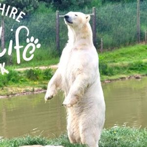 Menjelajahi Keajaiban Yorkshire Wildlife Park: Surga Satwa Liar di Jantung Inggris