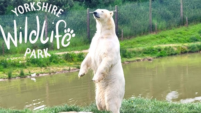 You are currently viewing Menjelajahi Keajaiban Yorkshire Wildlife Park: Surga Satwa Liar di Jantung Inggris