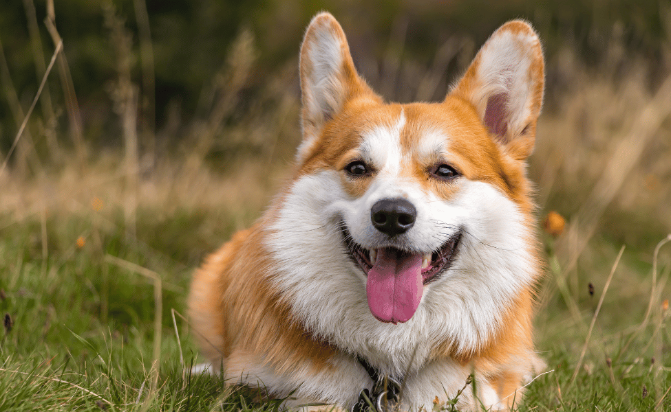 You are currently viewing Anjing Corgi: Si Kaki Pendek yang Penuh Kecerdasan dan Pesona